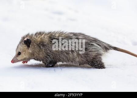 Virginia opossum, Didelphisvirginiana, während eines Wintertages in Mecosta County, Michigan, USA, auf Nahrungssuche Stockfoto