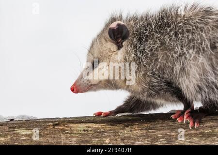 Virginia opossum, Didelphisvirginiana, während eines Wintertages in Mecosta County, Michigan, USA, auf Nahrungssuche Stockfoto