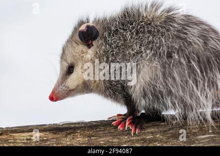 Virginia opossum, Didelphisvirginiana, während eines Wintertages in Mecosta County, Michigan, USA, auf Nahrungssuche Stockfoto