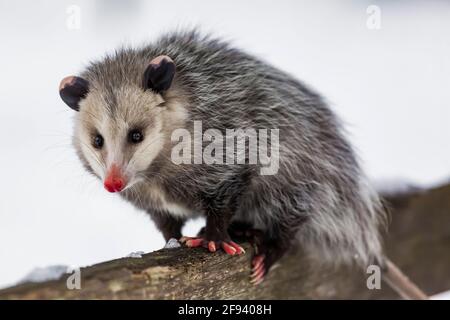 Virginia opossum, Didelphisvirginiana, während eines Wintertages in Mecosta County, Michigan, USA, auf Nahrungssuche Stockfoto