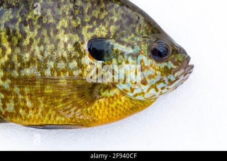 Bluegill, Lepomis macrochirus, wurde während des Eisfischens auf einem See auf der Lower Peninsula in Michigan, USA, gefangen Stockfoto