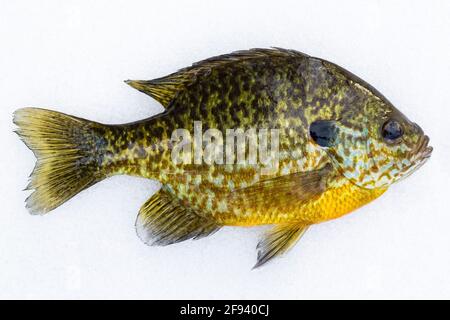 Bluegill, Lepomis macrochirus, wurde während des Eisfischens auf einem See auf der Lower Peninsula in Michigan, USA, gefangen Stockfoto