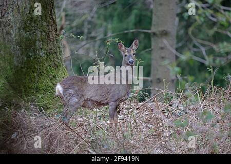 Weiblicher Hirsch Wald von Dean Stockfoto