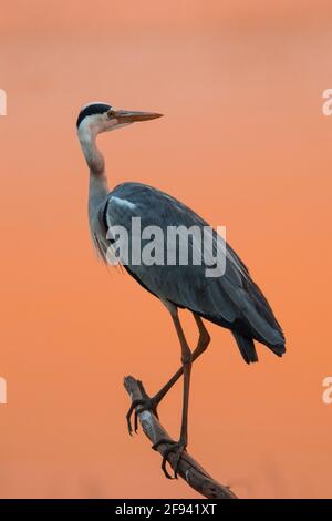 Ein Graureiher, der auf einem Ast sitzt, mit dem orangefarbenen Schein der untergehenden Sonne als Hintergrund, Südafrika Stockfoto