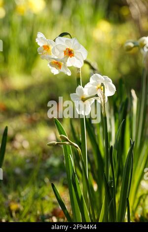 Narzissen im Frühjahr Stockfoto