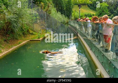 Bern, Schweiz - 23. Aug 2020: Touristen, die einen Bären im Bärengraben schwimmen, einem der meistbesuchten Touristenziele in Bern Stockfoto