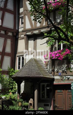 Schönes Fachwerkhaus mit Bougainvillea in Braubach, nr. Koblenz, Rheinland-Pfalz, Deutschland Stockfoto