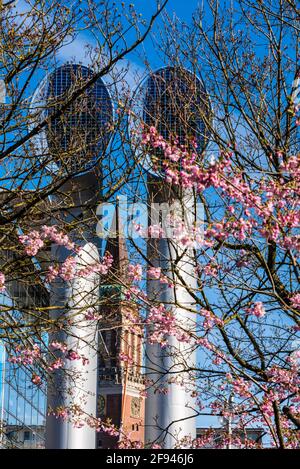 Blühende Kirschblüten im Frühjahr in der Innenstadt von Kiel der Landeshauptstadt Schleswig-Holsteins Stockfoto