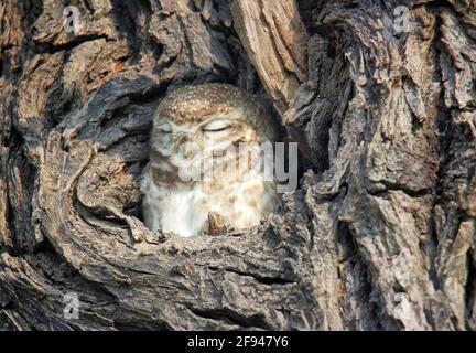 Spotted Owlet closeup, Athene brama, Bharatpur, Madhya Pradesh, Indien Stockfoto