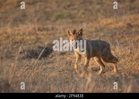 Indischer Jackal Pup, (Canis aureus), Kanha, Madhya Pradesh, Indien Stockfoto