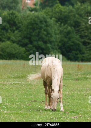 Ein abgestreiftes Pony weidete mit elektrischen Zäunen. Stockfoto