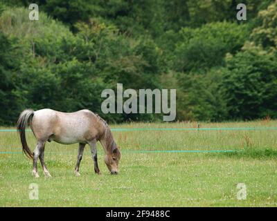 Ein Roanpony, das ausgezogen wurde, weidete mit elektrischen Zäunen. Stockfoto