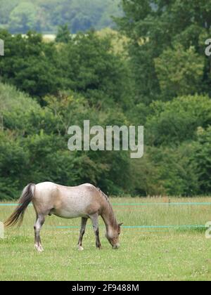 Ein Roanpony, das ausgezogen wurde, weidete mit elektrischen Zäunen. Stockfoto