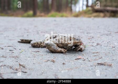 Tote Kröte auf einer Straße im Wald Stockfoto