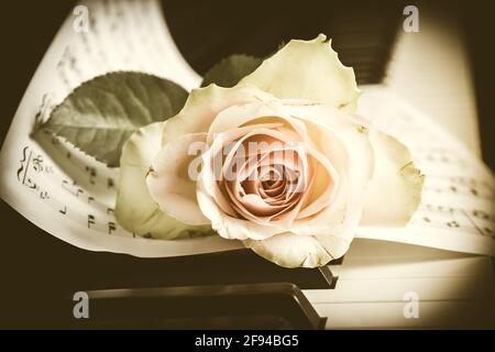 Blassrosa Rose auf einer Klaviertastatur mit Noten im Vintage-Stil Stockfoto