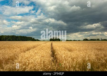 Räder Spuren in goldenem Korn und grauen Wolken am Himmel, Nowiny, Lubelskie, Polen Stockfoto