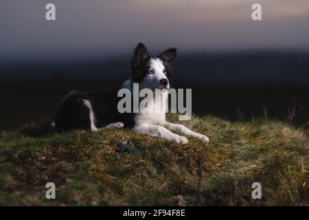 Border Collie Schafhund Welpe 8 Wochen alt auf einem Farm in Südwales Stockfoto