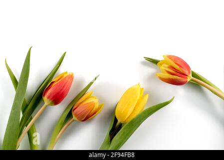 Rote und gelbe Tulpen Blumen mit grünen Blättern, Draufsicht, Kopierraum, isoliert auf weißem Hintergrund Stockfoto