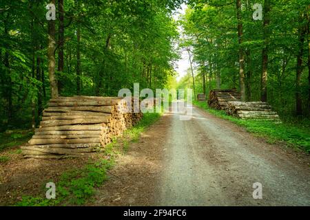 Angeordnete Baumstämme entlang der Straße im Wald, Blick auf den Frühling Stockfoto