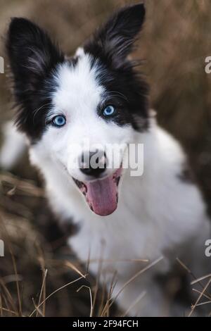 Border Collie Schafhund Welpe 8 Wochen alt auf einem Farm in Südwales Stockfoto