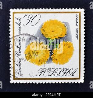 Abgesagte Briefmarke gedruckt von Polen, die Centaury Blume zeigt, um 1966. Stockfoto