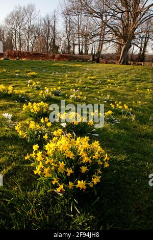 Leuchtend gelbe Narzissenblüten wachsen im Frühling Stockfoto