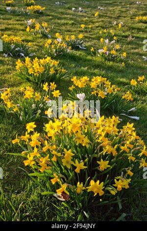 Leuchtend gelbe Narzissenblüten wachsen im Frühling Stockfoto