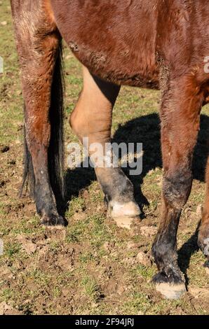 Nahaufnahme eines verletzten und geschwollenen Hinterbeins eines Hauspferdes (Equus ferus caballus) Anatomie des Schwellödems der Gelenke und Gliedmaßen, Deutschland Stockfoto