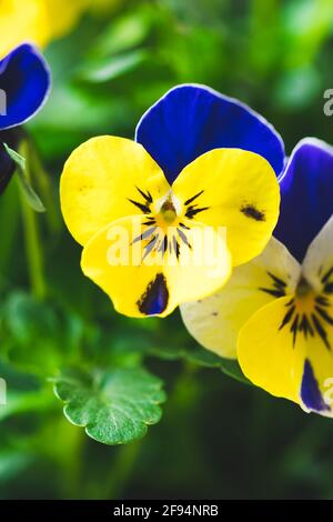 Gelbe und blaue essbare Stiefmütterchenblüten, Frühlingsblumen Stockfoto