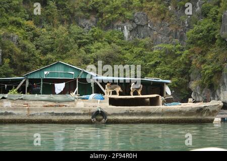 Fotos von verschiedenen Schiffen und Bootshäusern in Halong Bay, Vietnam. Aufgenommen von verschiedenen Aussichtspunkten am 06/01/20 während des Tages. Stockfoto