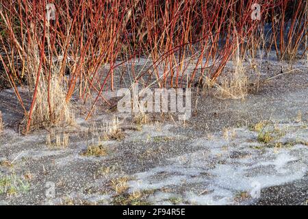 Morgendlicher Frühlingsfrost mit roten Weidenbüschen und eisiger Wiese Stockfoto