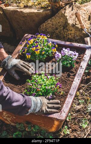 Person, die Frühlingspflanzen in alten Trog pflanzt Stockfoto