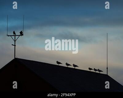 Silhouettierte Krähen und Möwen stehen auf einem Dach auf der Südbahnhofspitze des Gare vor einem dramatischen, farbenfrohen Himmel. Stockfoto