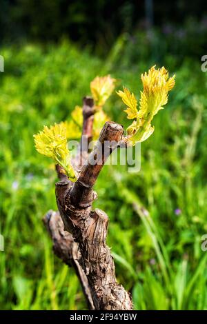 Junger Blütenstand der Rebe. Nahaufnahme der Knospen und jungen Blätter in den Zweigen eines Weinbergs in Sardinien, Italien. Traditionelle Landwirtschaft. Stockfoto