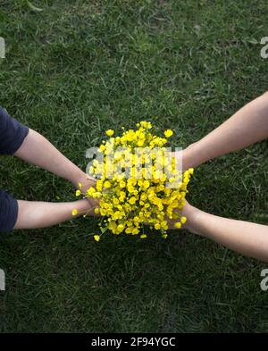 Leuchtend gelber Haufen wild wachsender Butterblumen in den Kinderhände von zwei Kindern. Überraschung für Mutter zum Muttertag, Geburtstagsgeschenk für Großmotte Stockfoto