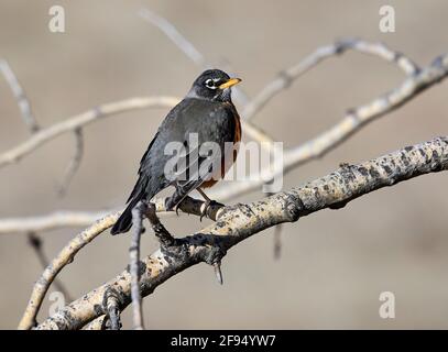 American Robin (Turdus migratorius), Inglewood Bird Sanctuary, Calgary, Alberta, Kanada, Stockfoto