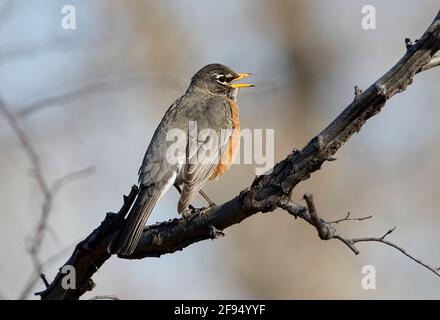 American Robin (Turdus migratorius), Inglewood Bird Sanctuary, Calgary, Alberta, Kanada, Stockfoto