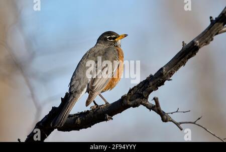 American Robin (Turdus migratorius), Inglewood Bird Sanctuary, Calgary, Alberta, Kanada, Stockfoto