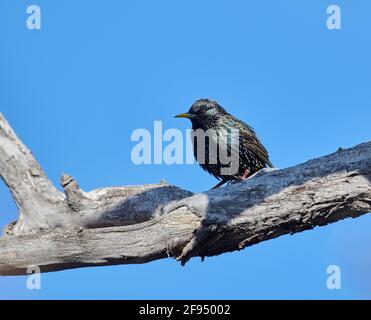 Europäischer Star (Sturnus vulgaris), der in einem Baum thront, Inglewood Bird Sanctuary, Calgary, Alberta, Kanada, Stockfoto