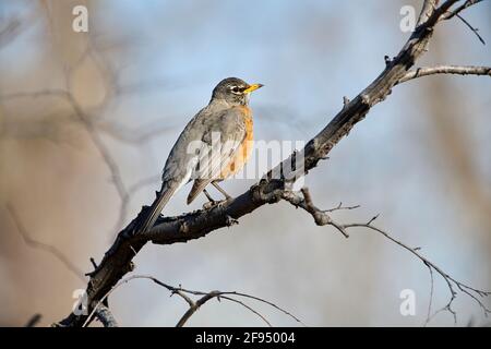 American Robin (Turdus migratorius), Inglewood Bird Sanctuary, Calgary, Alberta, Kanada, Stockfoto