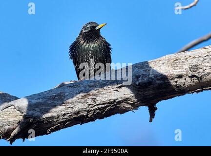 Europäischer Star (Sturnus vulgaris), der in einem Baum thront, Inglewood Bird Sanctuary, Calgary, Alberta, Kanada, Stockfoto