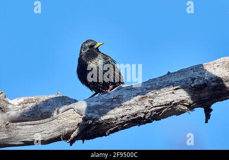 Europäischer Star (Sturnus vulgaris), der in einem Baum thront, Inglewood Bird Sanctuary, Calgary, Alberta, Kanada, Stockfoto