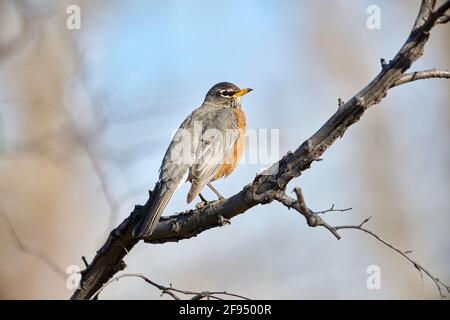 American Robin (Turdus migratorius), Inglewood Bird Sanctuary, Calgary, Alberta, Kanada, Stockfoto