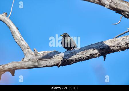 Europäischer Star (Sturnus vulgaris), der in einem Baum thront, Inglewood Bird Sanctuary, Calgary, Alberta, Kanada, Stockfoto