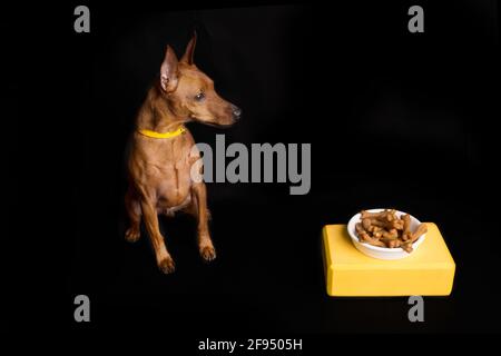 Brauner Miniatur-Pinscher mit gelbem Kragen. Weiße Futterschale mit Hundeknochen. Auf einem gelben Ständer. Schwarzes Studiolicht. Stockfoto