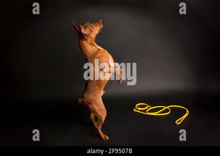 Brauner Miniatur-Pinscher auf schwarzem Hintergrund. Gelbe Leine und Kragen. Der Hund wartet auf den Befehl des Besitzers. Stockfoto