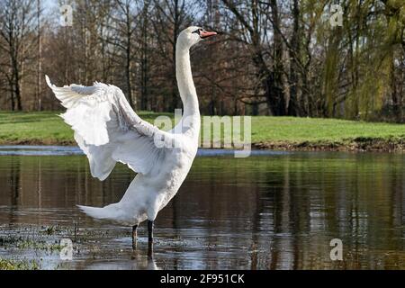 Anmutiger weißer Schwan (Cygnus olor) mit ausgebreiteten Flügeln steht im Fluss. Stockfoto