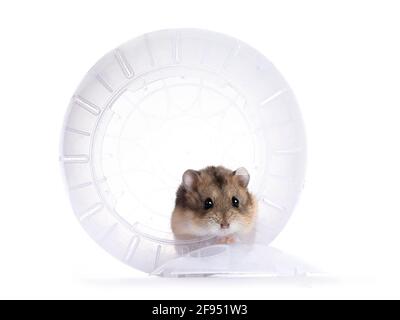 Brauner Hamster für Erwachsene, der in einem durchsichtigen Übungsball sitzt. Isoliert auf weißem Hintergrund. Stockfoto