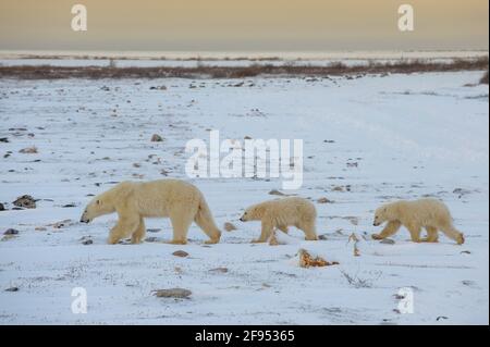 Eisbär (Ursus maritimus) Mutter mit zwei Jungen, die bei Sonnenuntergang die Küste entlang wandern, Hudson Bay, Churchill, Manitoba, Kanada. Stockfoto