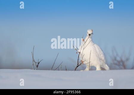 Willow Ptarmigan (Lagopus lagopus), Fütterung von Knospen von Weiden im Winter, Churchill, Manitoba, Kanada, Stockfoto